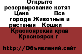 Открыто резервирование котят › Цена ­ 15 000 - Все города Животные и растения » Кошки   . Красноярский край,Красноярск г.